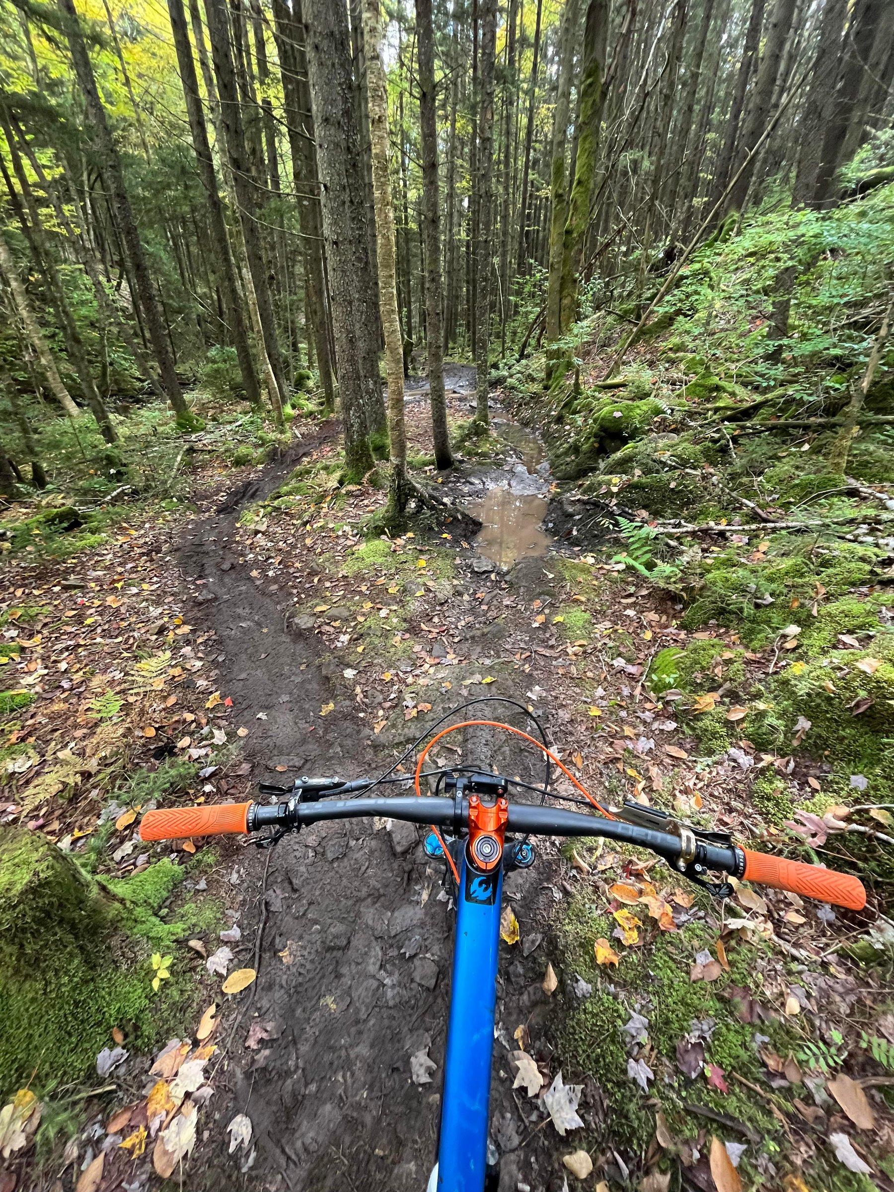 blue bike with orange grips on muddy trail with lots of evergreen trees
