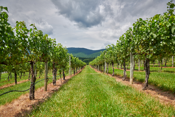 A vineyard outside of Charlottesville