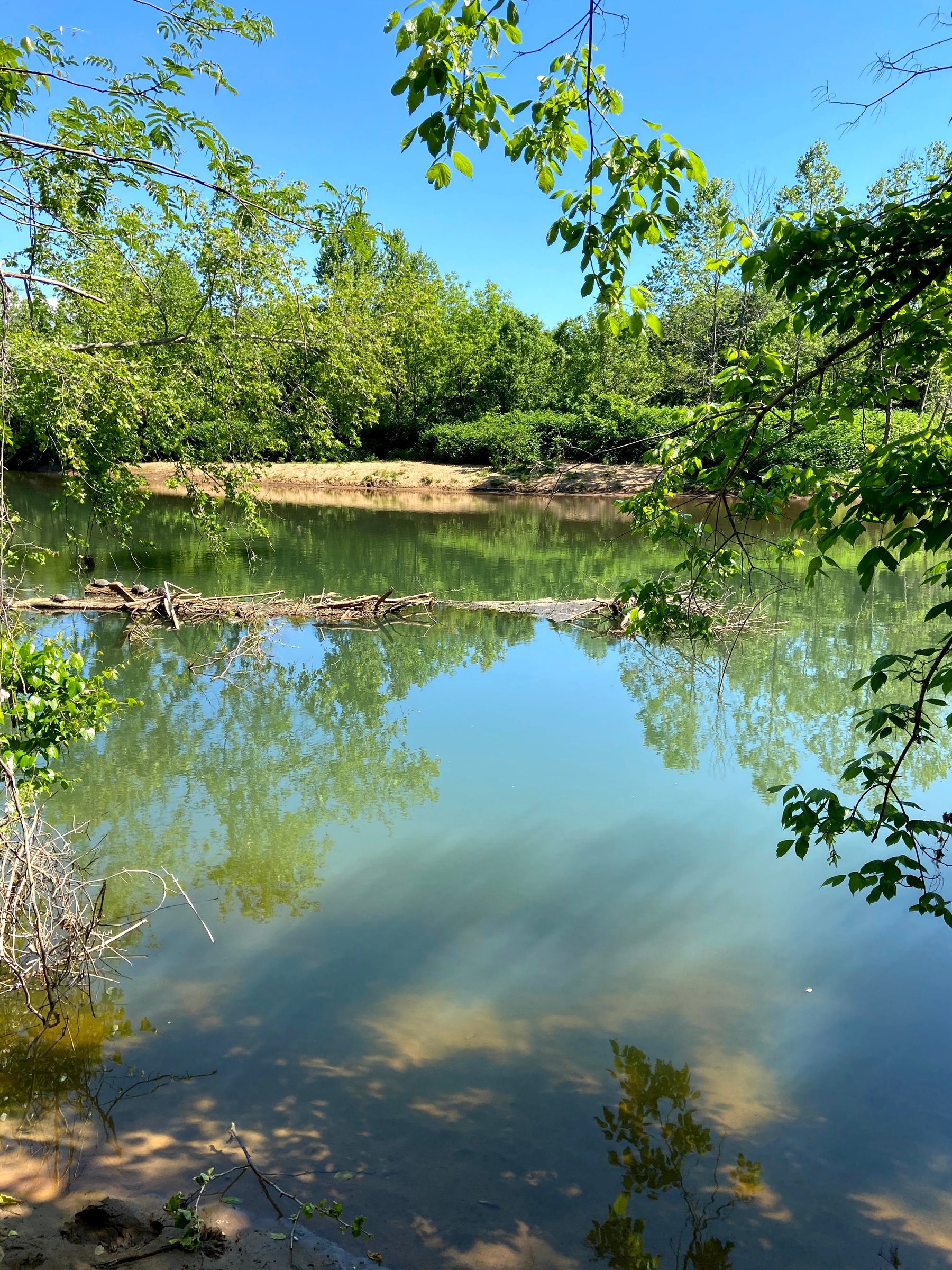 Calm river with trees