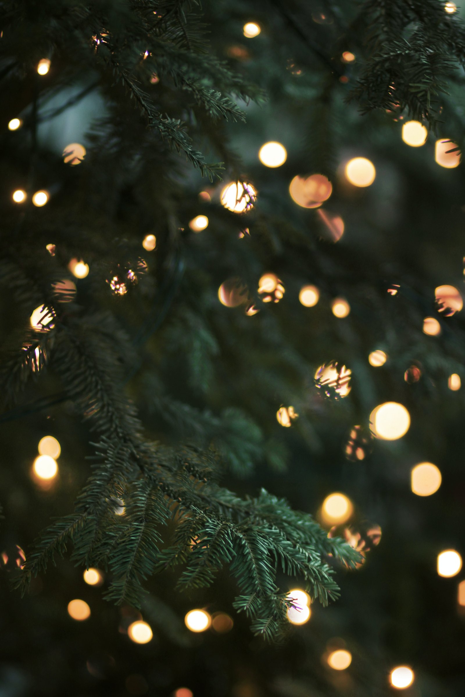 pine tree branch with lights