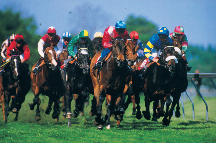 jockeys in bright colored jerseys on brown horses racing