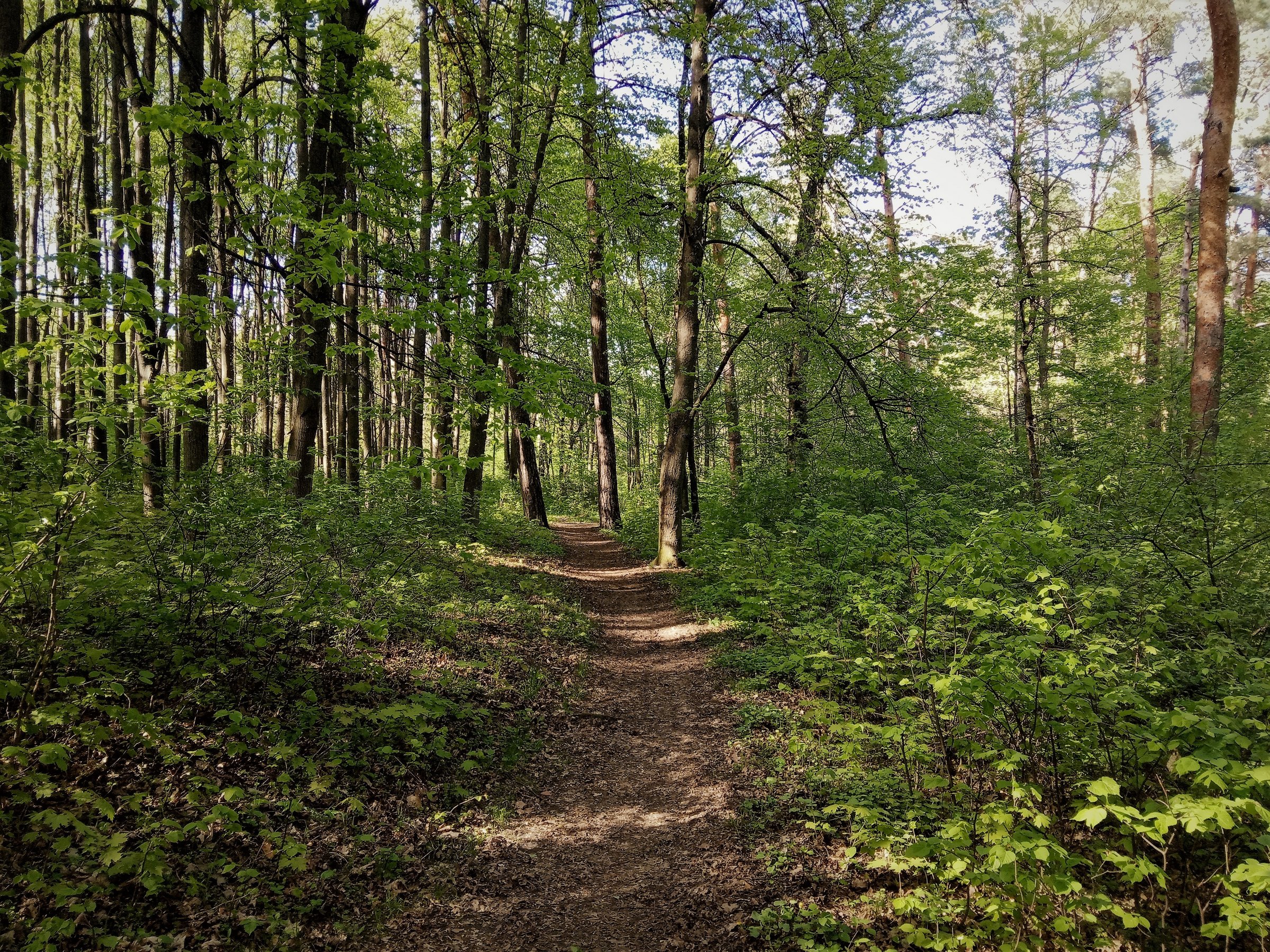 green forest with path