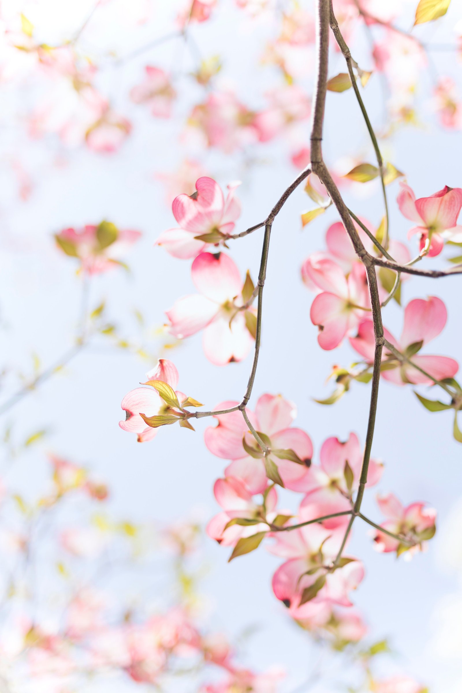 pink/white flowers on branch with blue sky in background