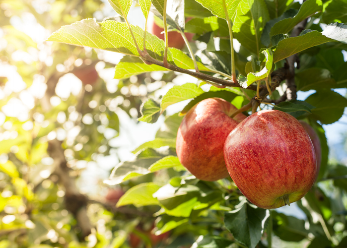 Apples in an orchard