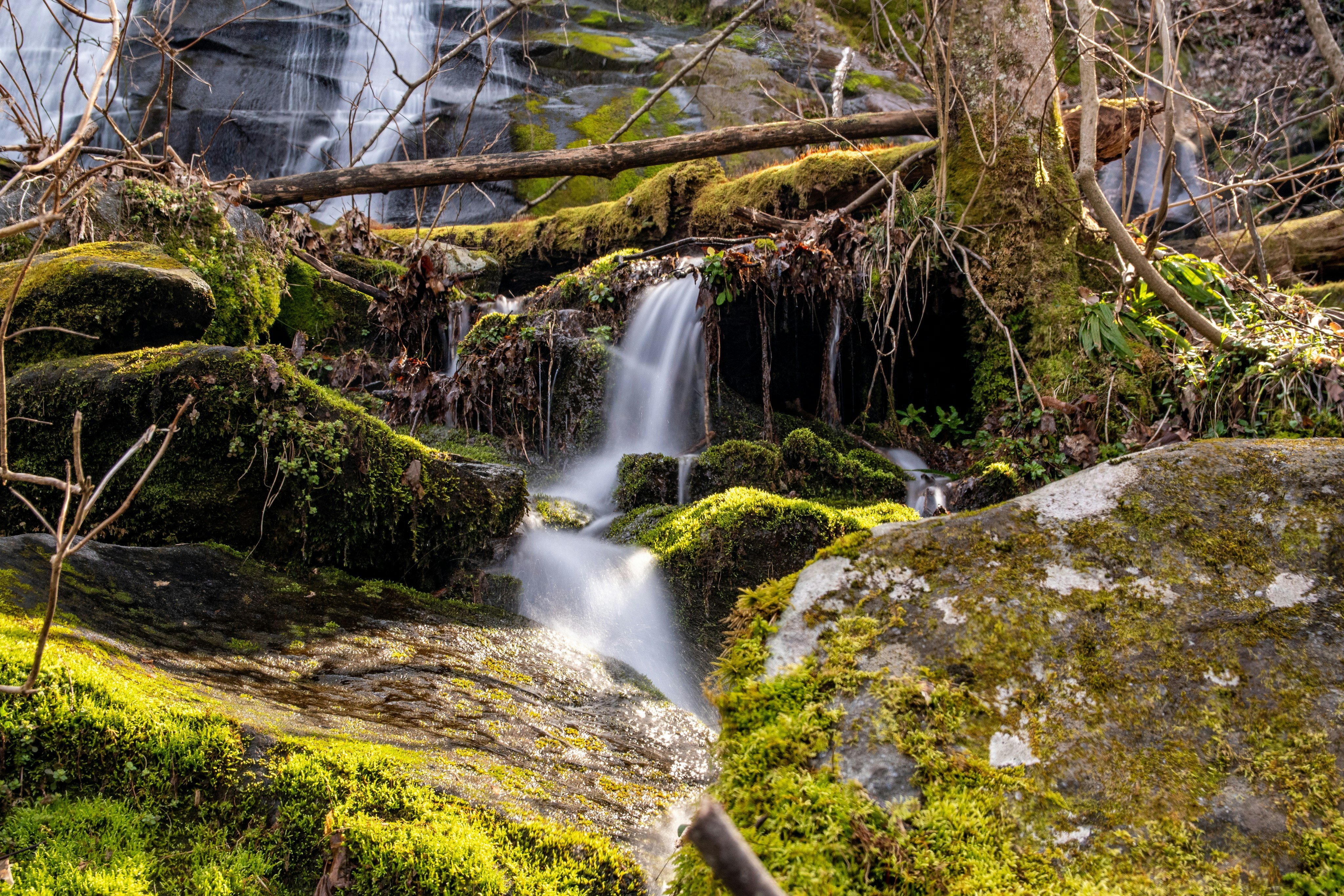 Ramsey Cascades mossy forest stream in the Smokies