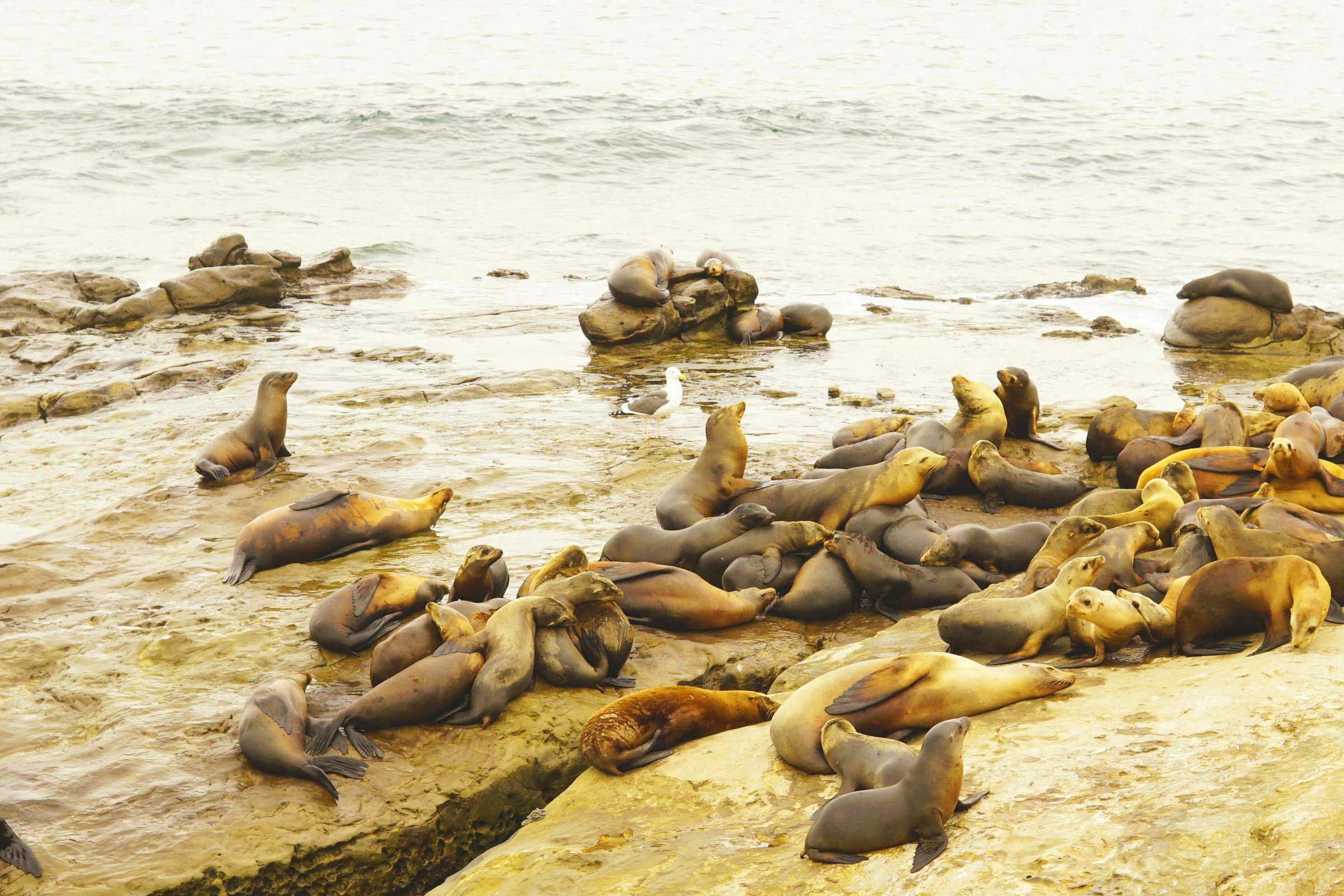 California sea lions resting on the rocks at La Jolla Cove, San Diego, with the Pacific behind them