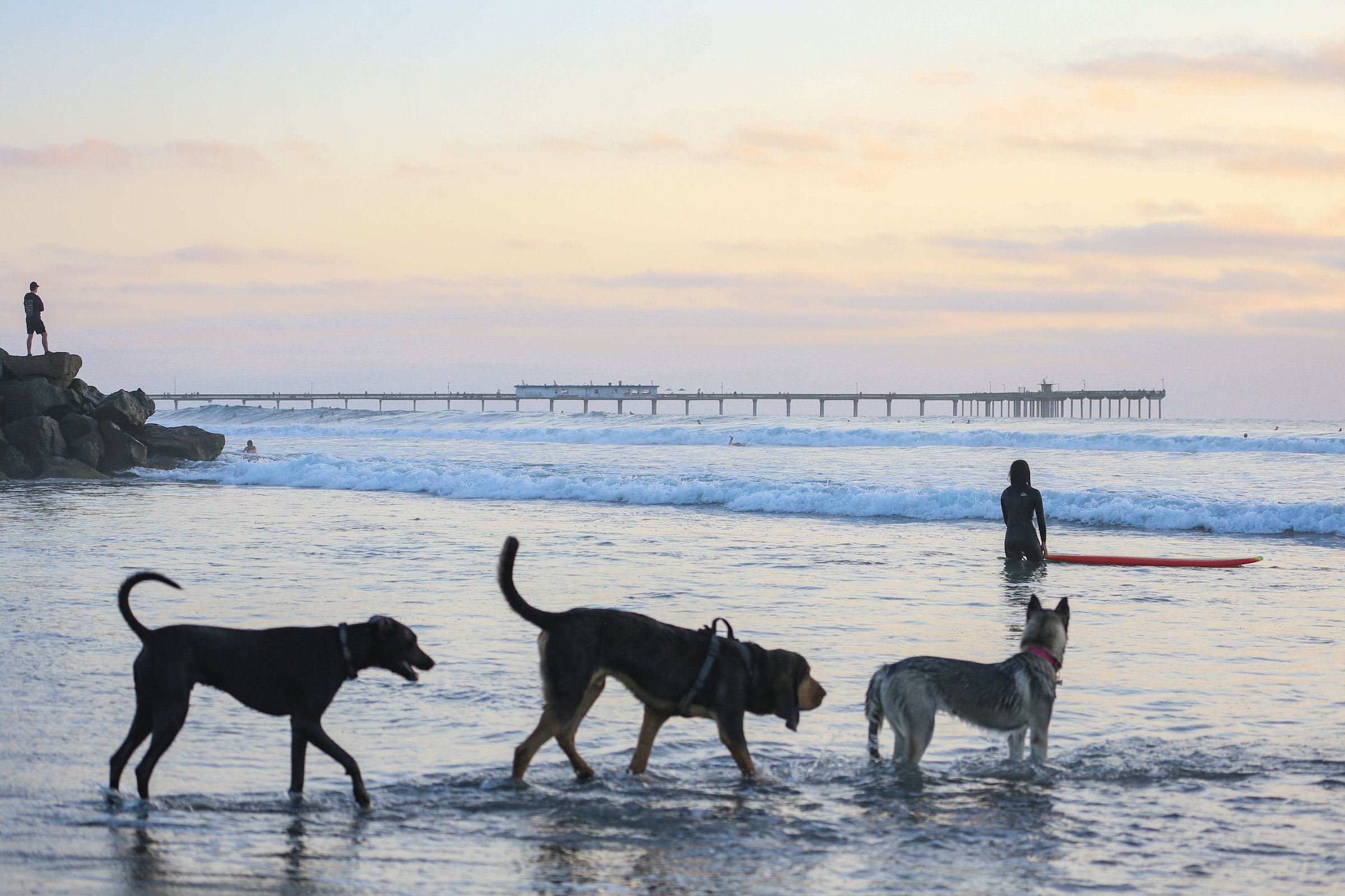 Things To Do Dog Beach