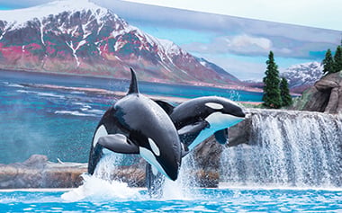 Things To Do SeaWorld San Diego