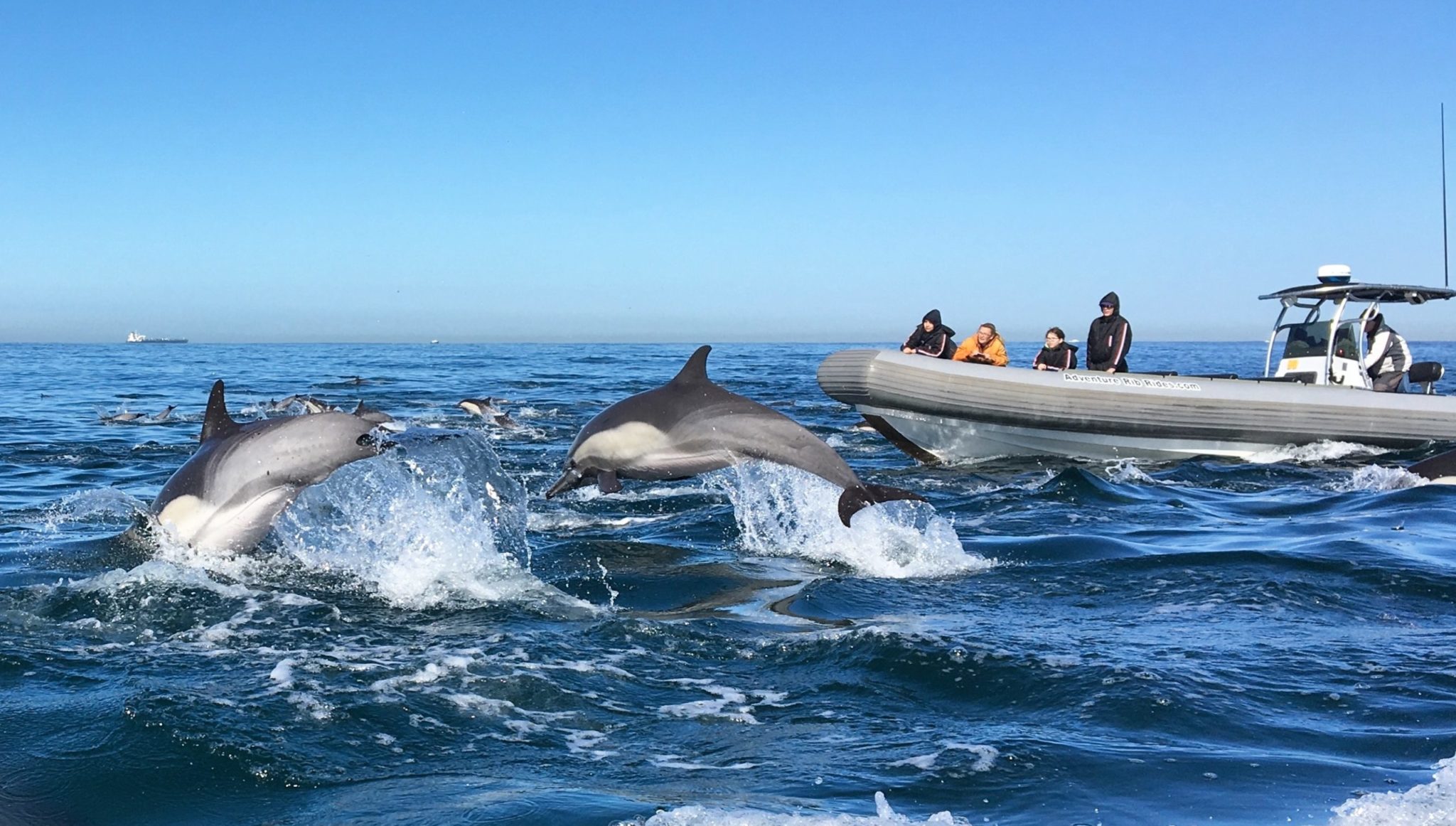 Things To Do Whale Watching