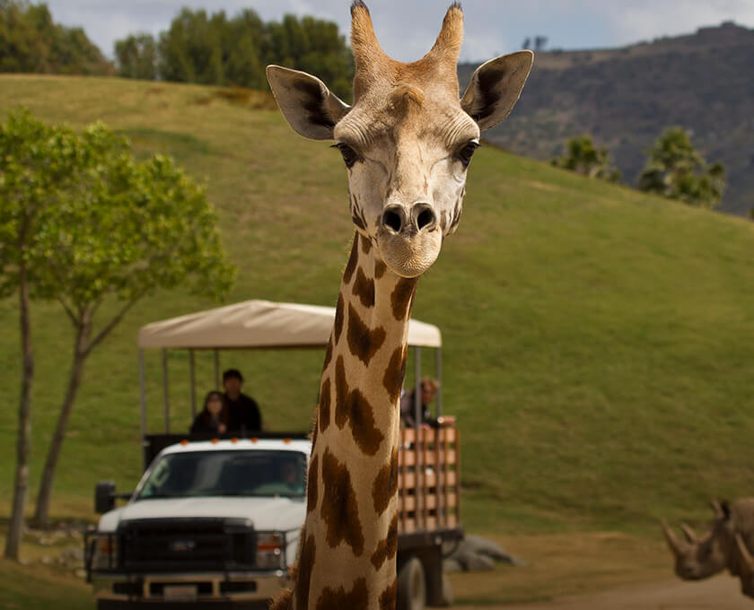 Things To Do San Diego Zoo Safari Park