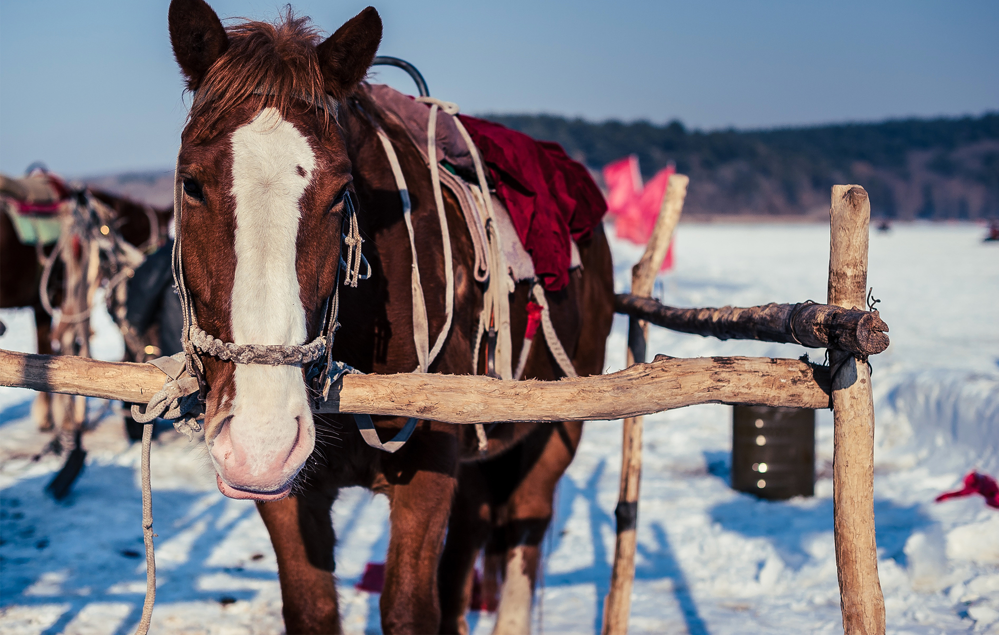 Sleigh Rides