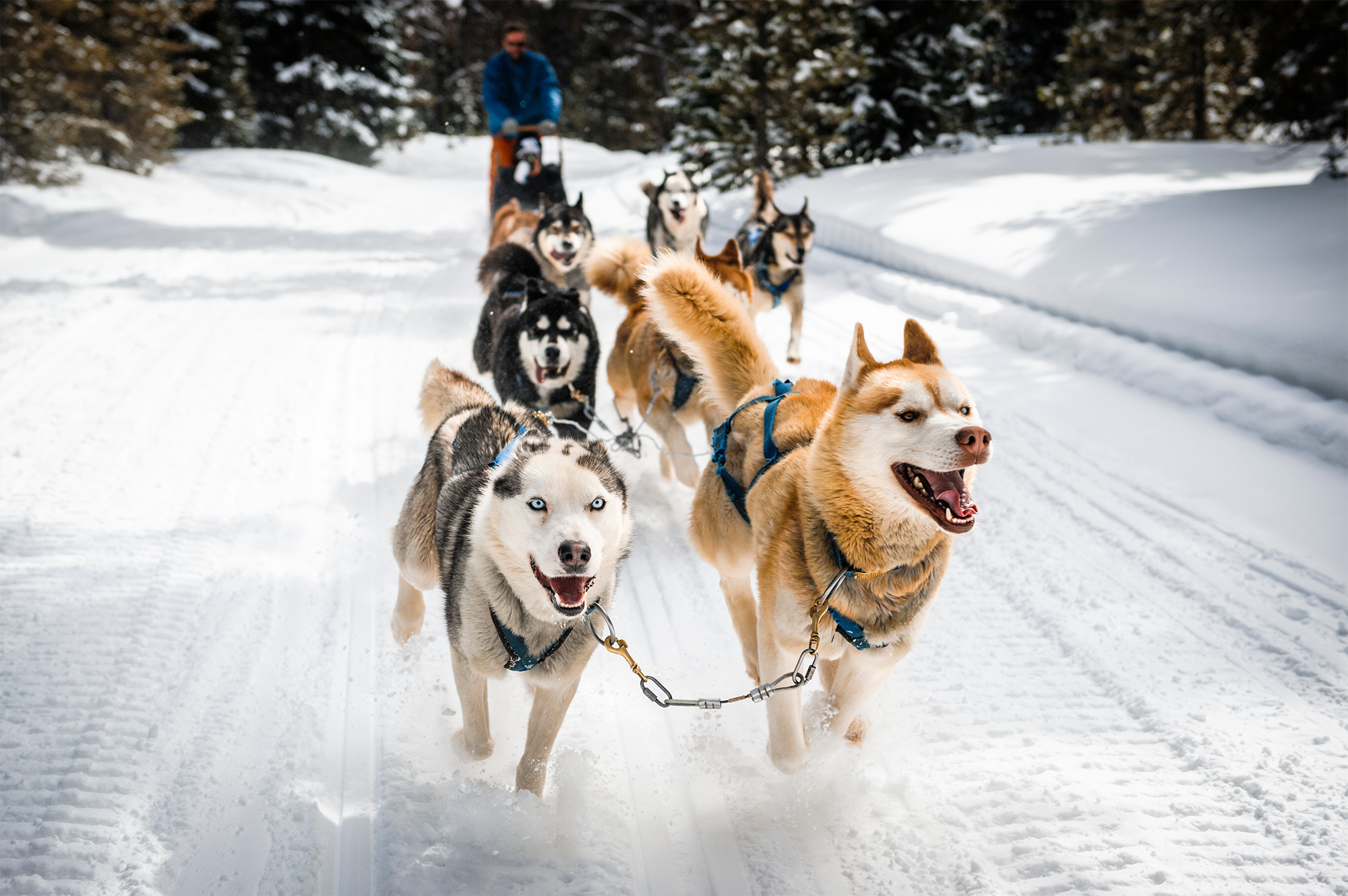 Dog Sledding