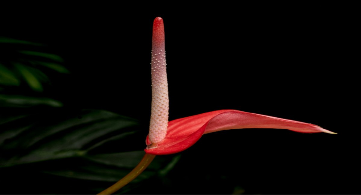 Vibrant red anthurium flower blooming in the Garden of Eden Arboretum
