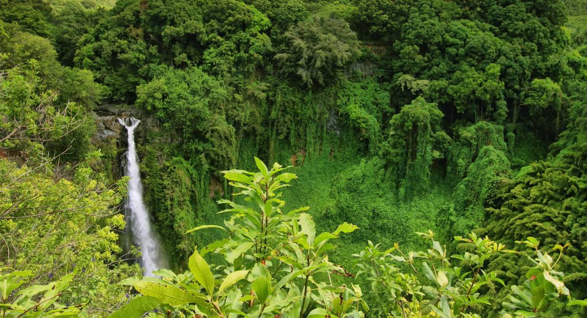 View of Makahiku Falls cascading through lush green jungle in Haleakalā National Park, seen from the Pipiwai Trail en route to Waimoku Falls on Maui