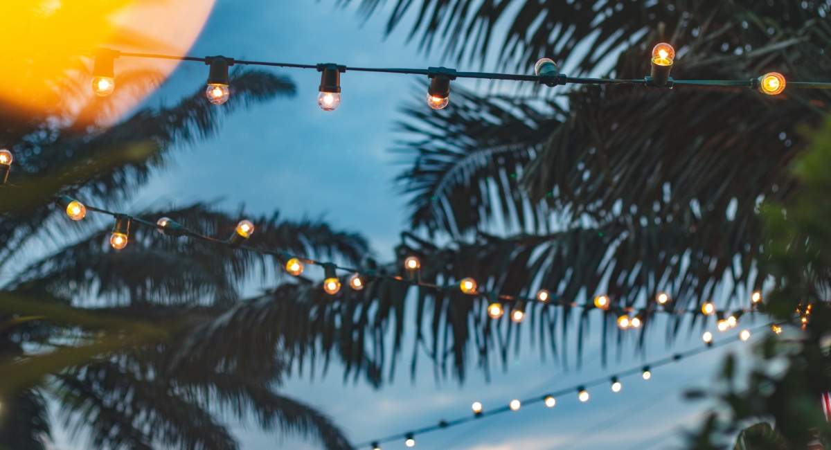 Festive string lights decorating palm trees for Christmas celebration on Maui at sunset