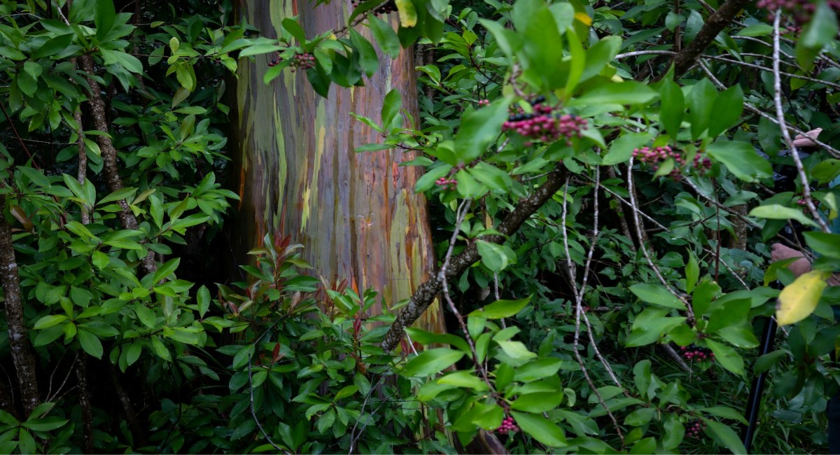 A Rainbow Eucalyptus tree on the Road to Hana in Maui, Hawaii