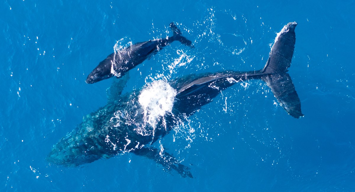 aerial shot of a humpback whale and its calf off the coast of maui