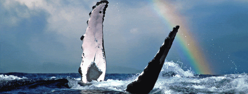 whales watching