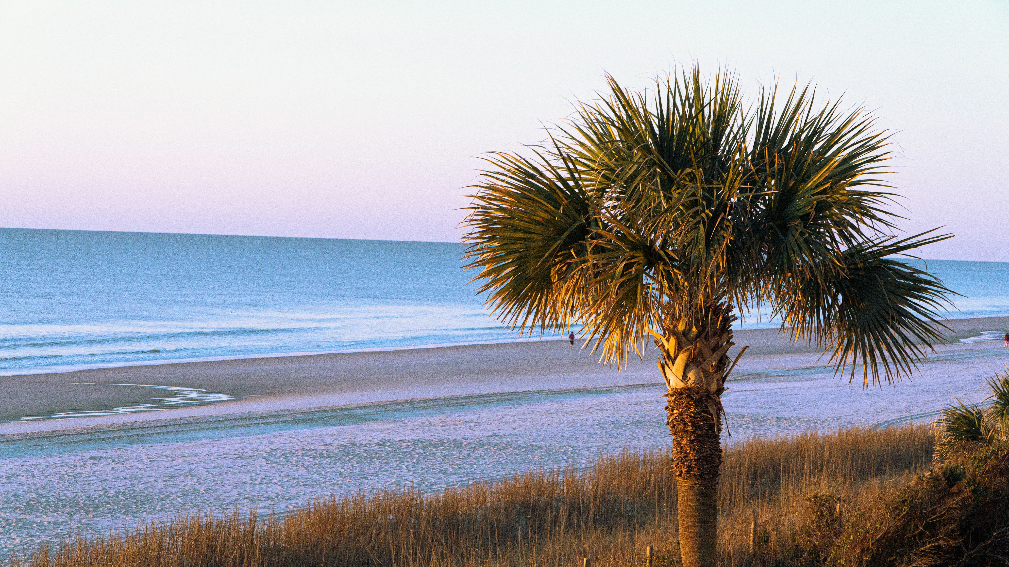 South Carolina beach at sunset with a palm tree