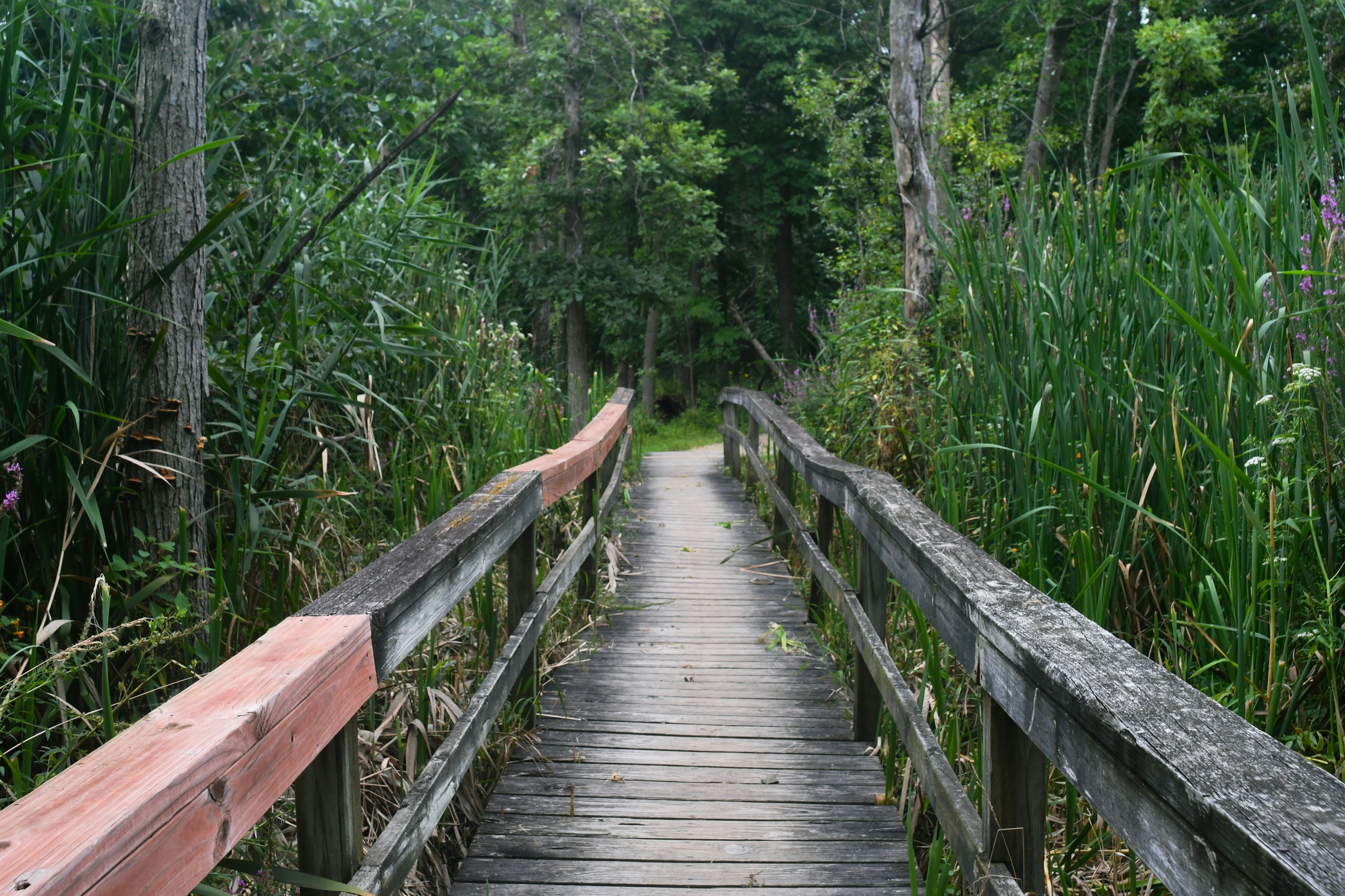 Wooden boardwalk through Congaree National Park forest