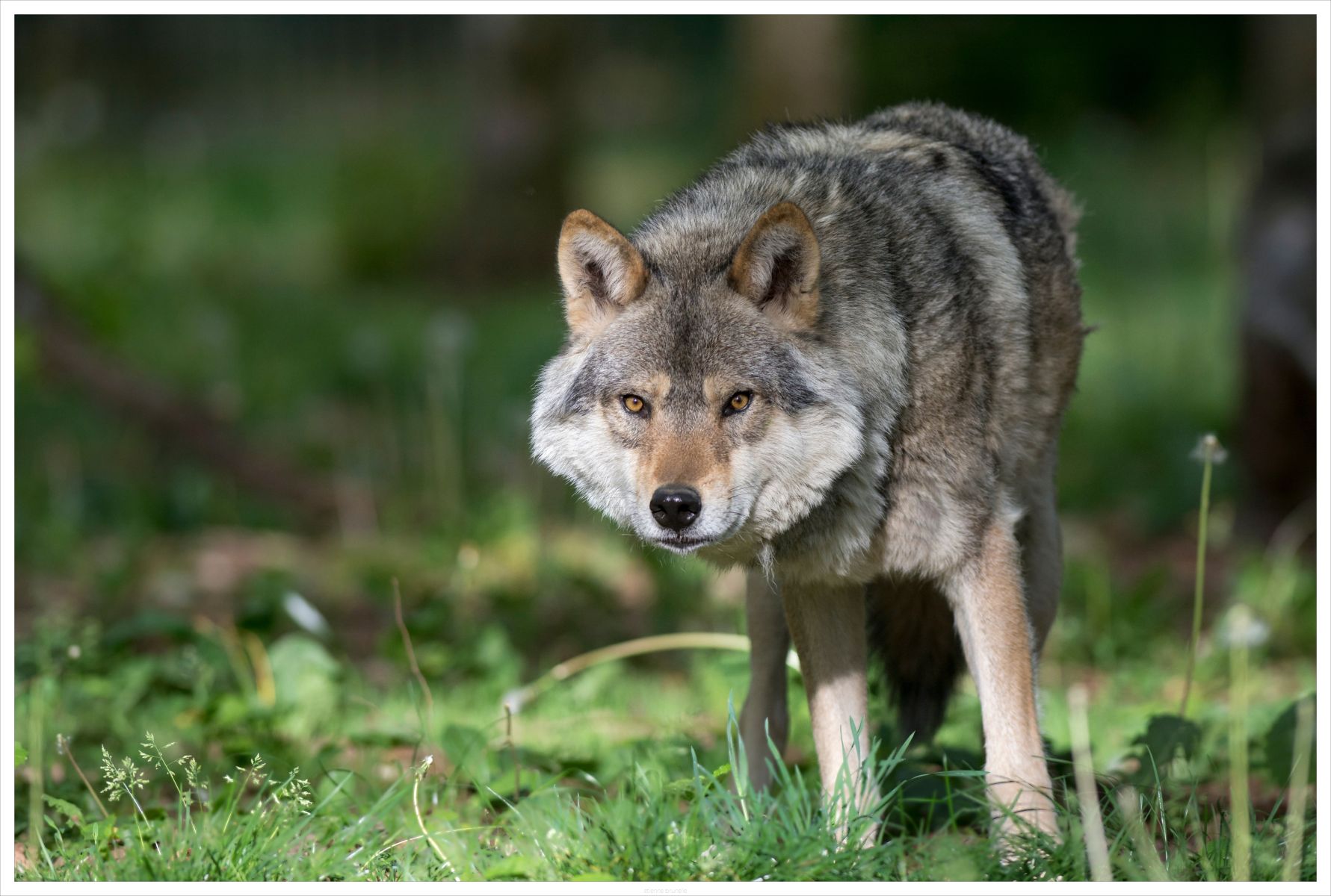 Grey wolf in Yellowstone