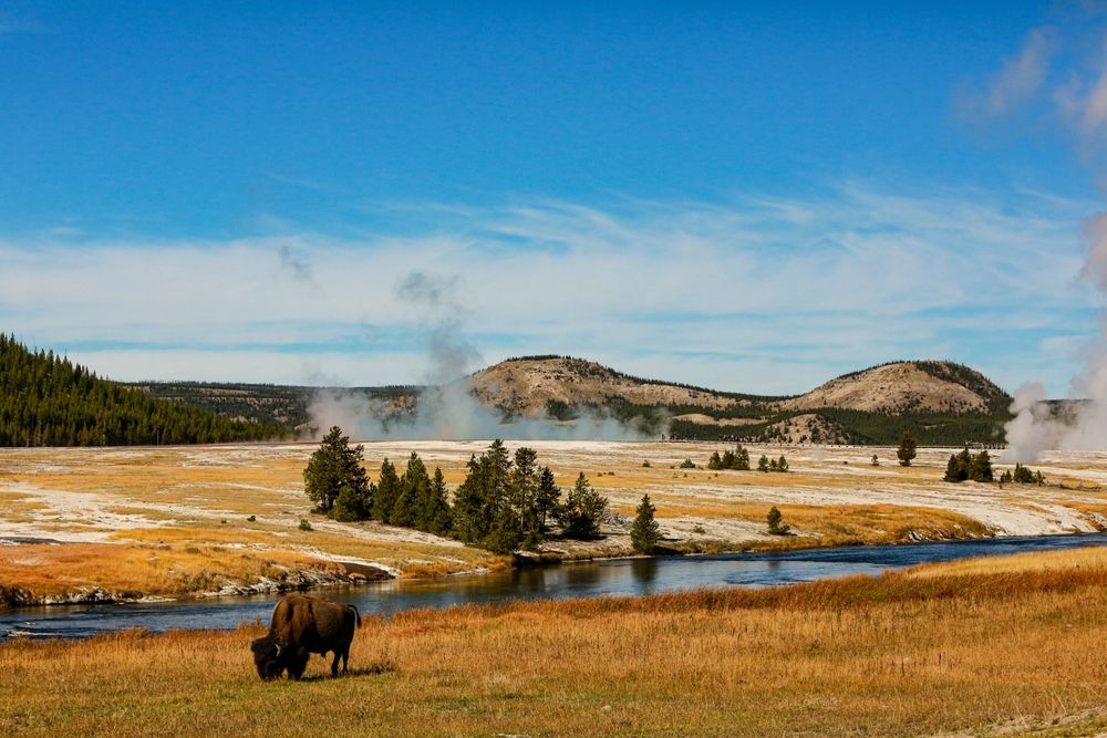 Buffalo standing by a river with a geyser in the background.