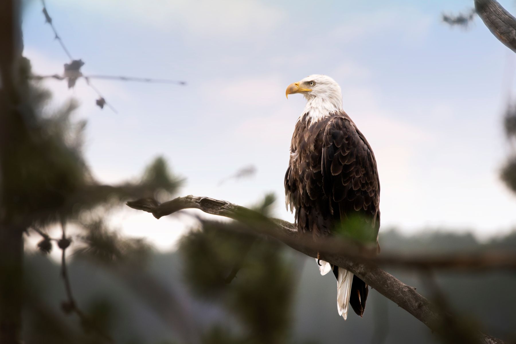 bald eagle