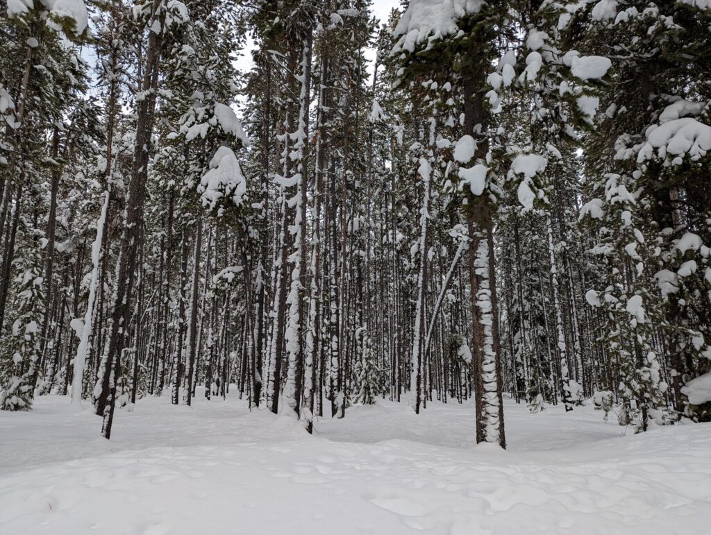 Rendezvous-Ski-Trails-forest-1024x771