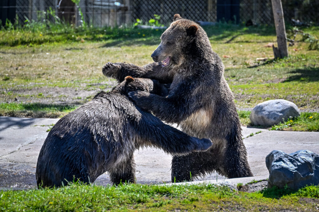 two grizzly bears playing together