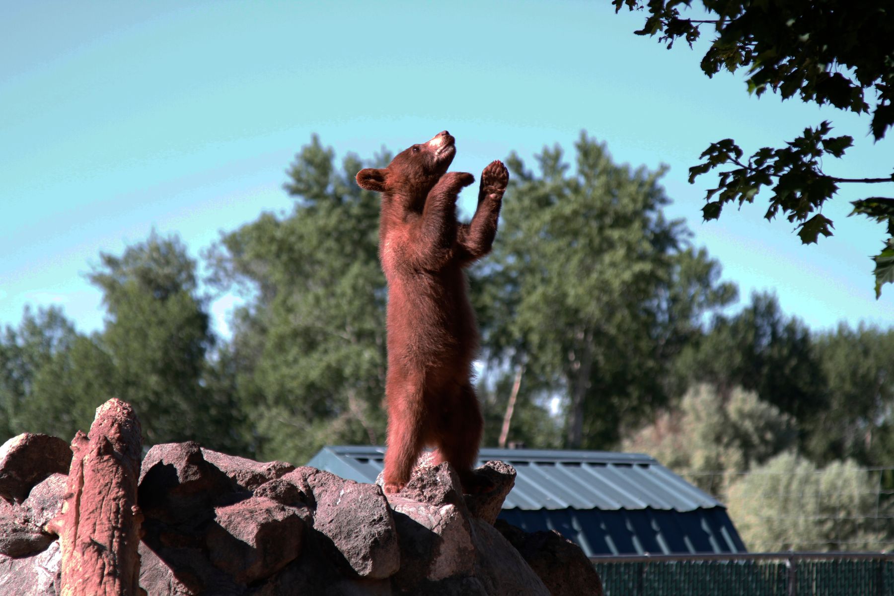 yellowstone bear world