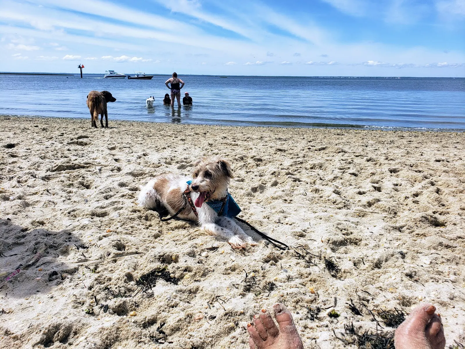 Dog lounging on sandy beach with leashed companion, people wading in water, scenic coastal view, dog-friendly atmosphere.