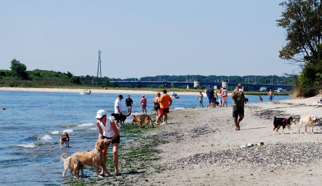 Dogs and their owners enjoying a beach day at Fisherman’s Cove Conservation Area, with people walking along the shore and a scenic backdrop of water and greenery.