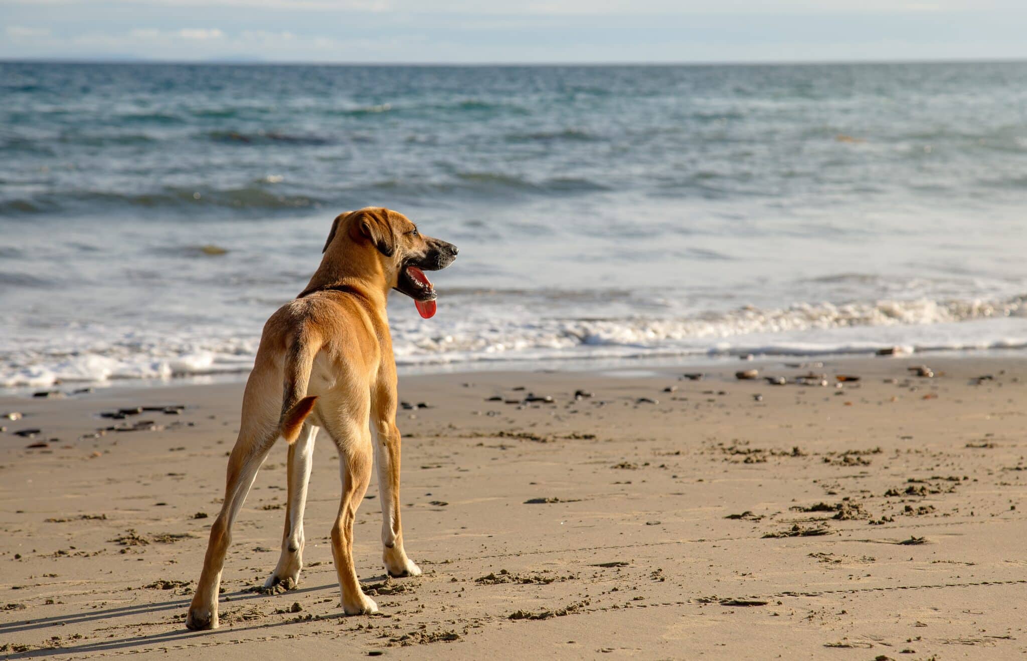 A cute Black Mouth Cur dog stands on the sandy Jersey Shore beach, enjoying a