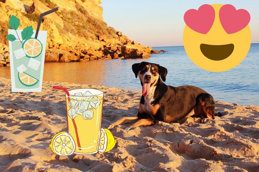 Dog relaxing on the beach with ocean backdrop, surrounded by illustrated cocktails, evoking a dog-friendly summer vibe at the Jersey Shore.