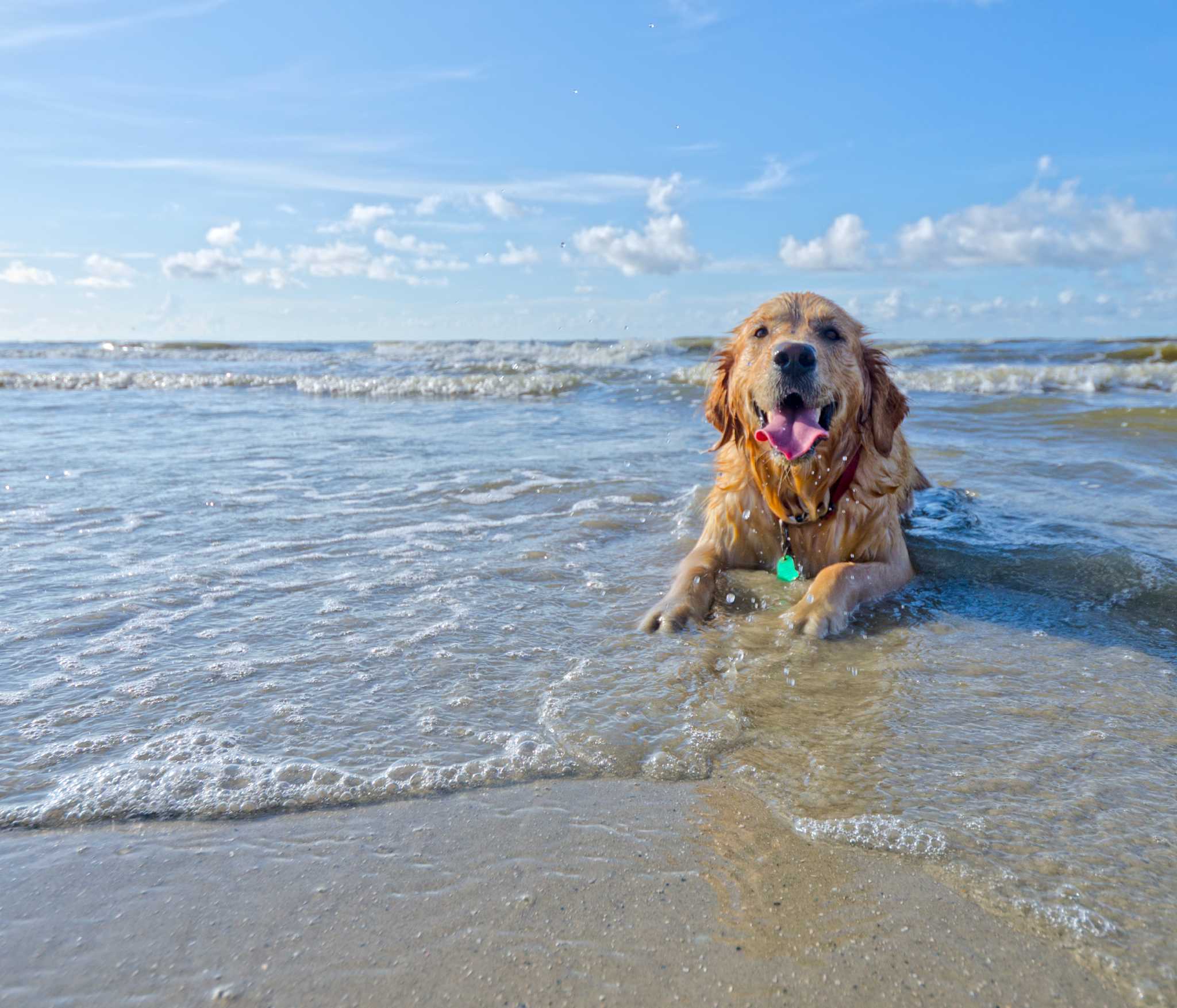 Golden retriever playing in the surf at the Jersey Shore, illustrating dog-friendly beach activities for pet owners.