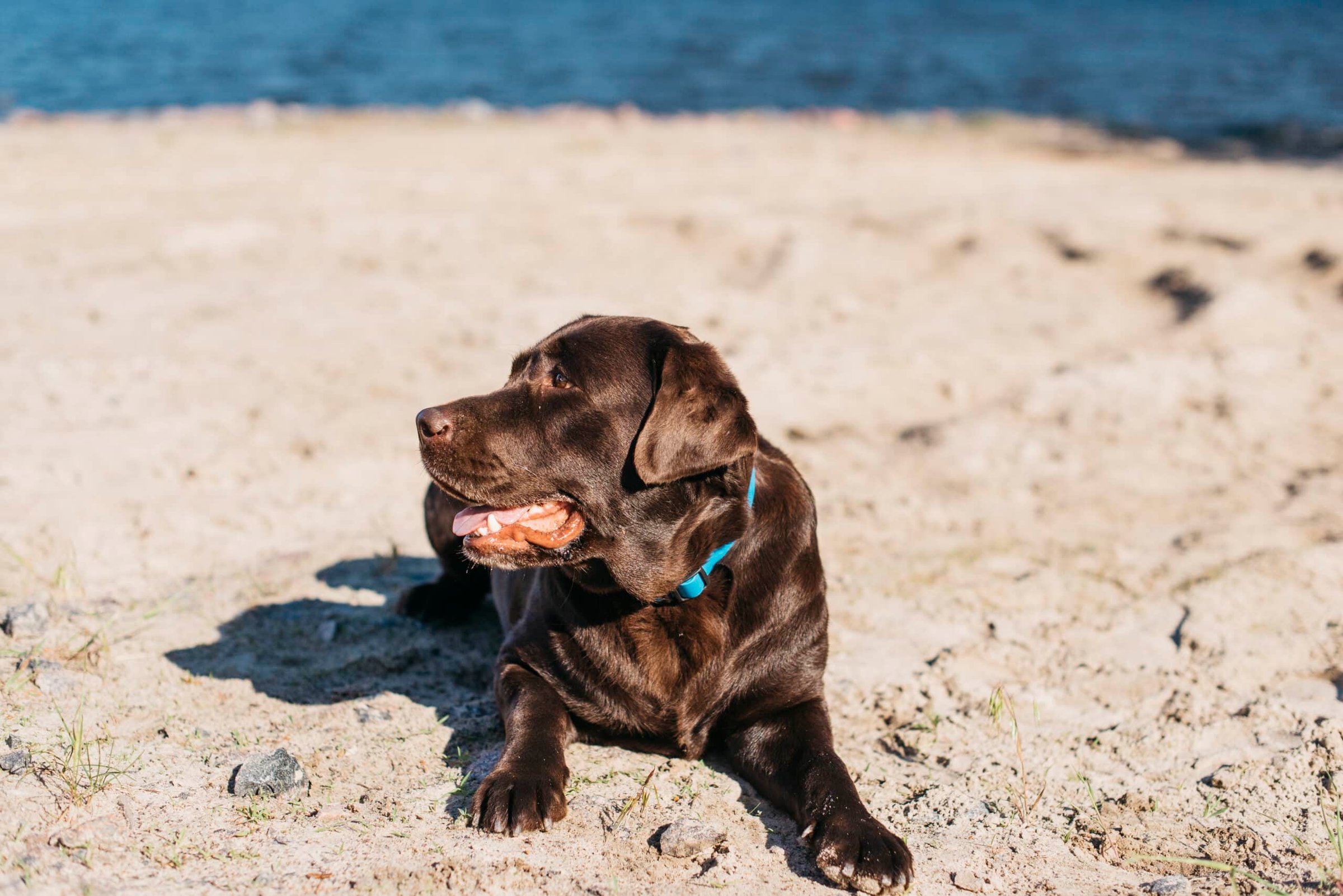 Happy black Labrador Retriever enjoying a dog-friendly beach at the Jersey Shore, illustrating rules and