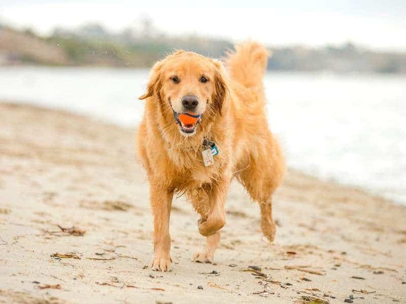 Golden retriever playing on the beach with a ball, representing dog-friendly activities at the Jersey Shore near Breezy Beach Stays.