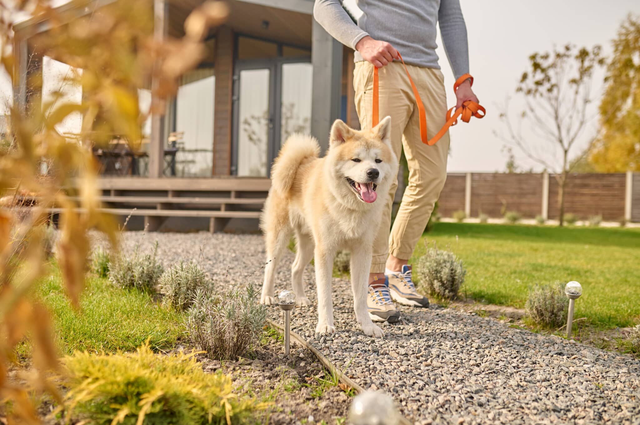 Man walking a Shiba Inu dog on a leash along a garden path, showcasing a pet-friendly outdoor space near a rental property.