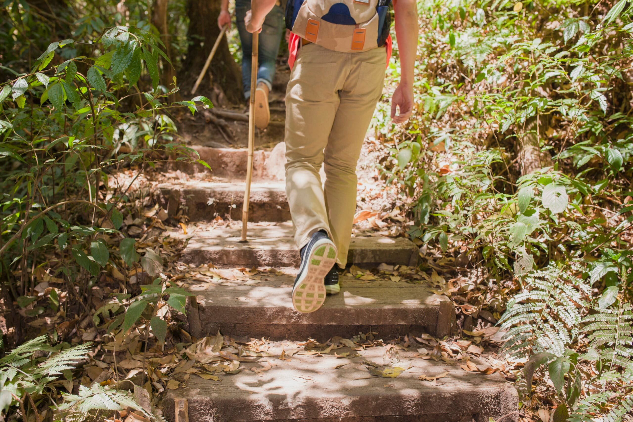 Hikers ascending wooden steps through lush jungle foliage.