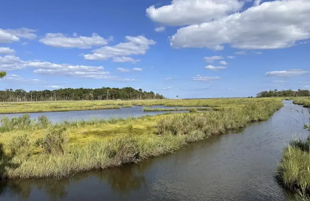 Scenic view of salt marshes and waterways at Cattus Island Park.