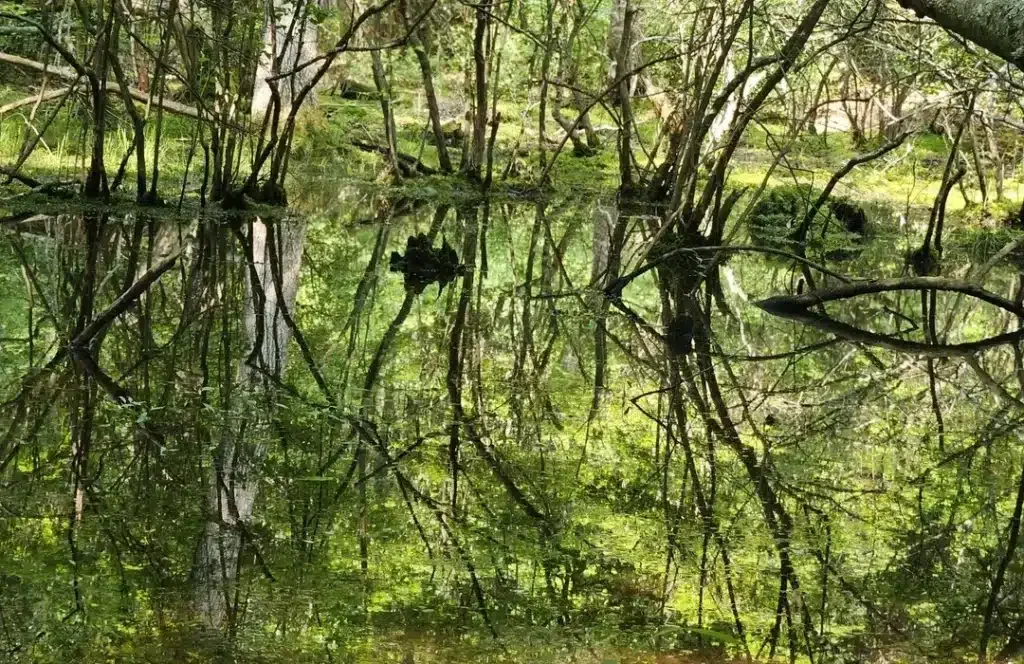 Reflections of trees and greenery in still water at Allaire State Park.