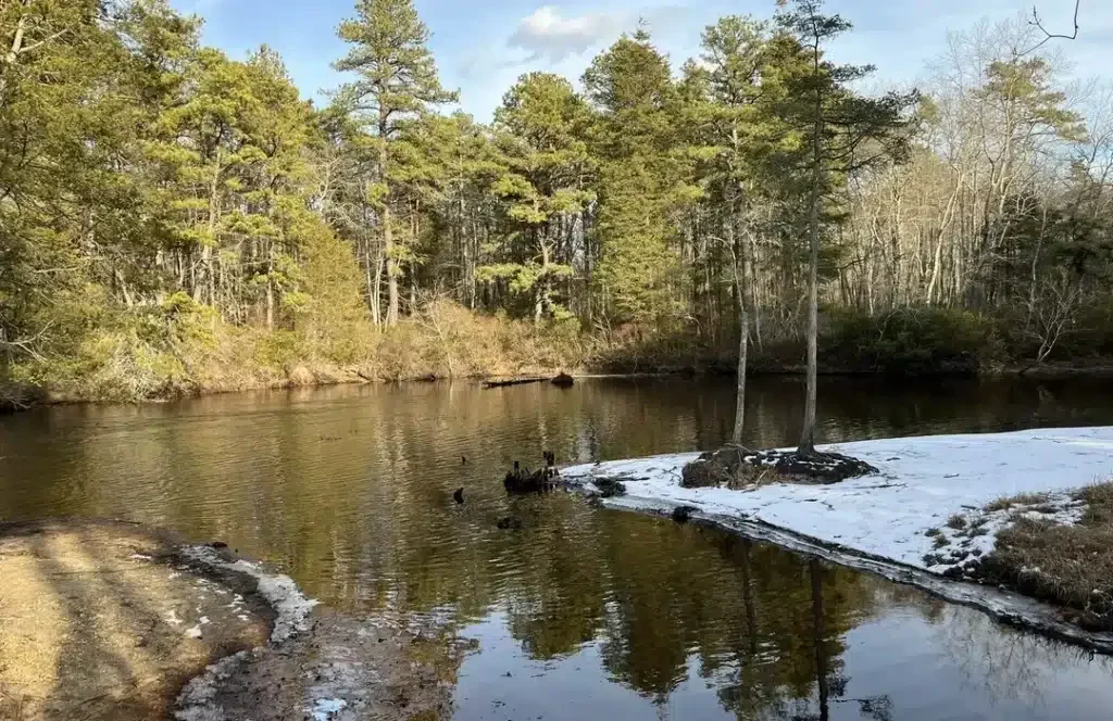 Cranberry bog trail at Double Trouble State Park with serene water reflections and surrounding pine trees.