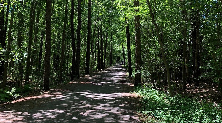 Barnegat Branch Trail, scenic wooded pathway surrounded by lush greenery, perfect for dog-friendly walks near the Jersey Shore.