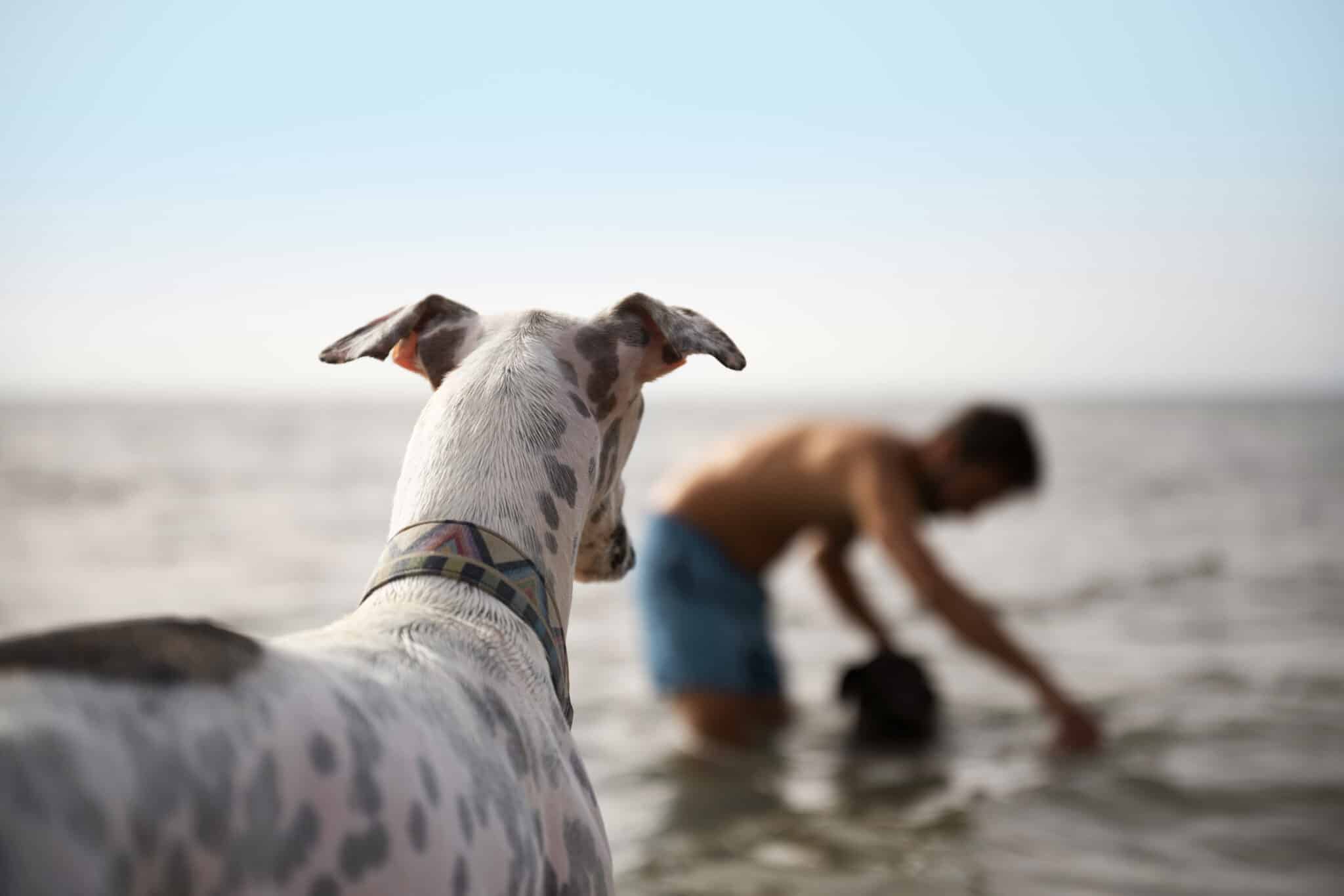 Happy dog enjoying the Jersey Shore with its owner, illustrating a dog-friendly beach experience and