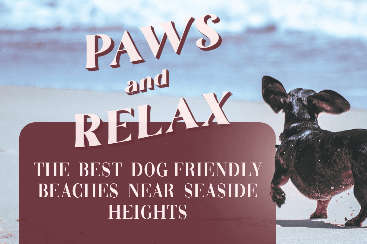 Dog running on beach with text overlay "Paws and Relax: The Best Dog Friendly Beaches Near Seaside Heights."