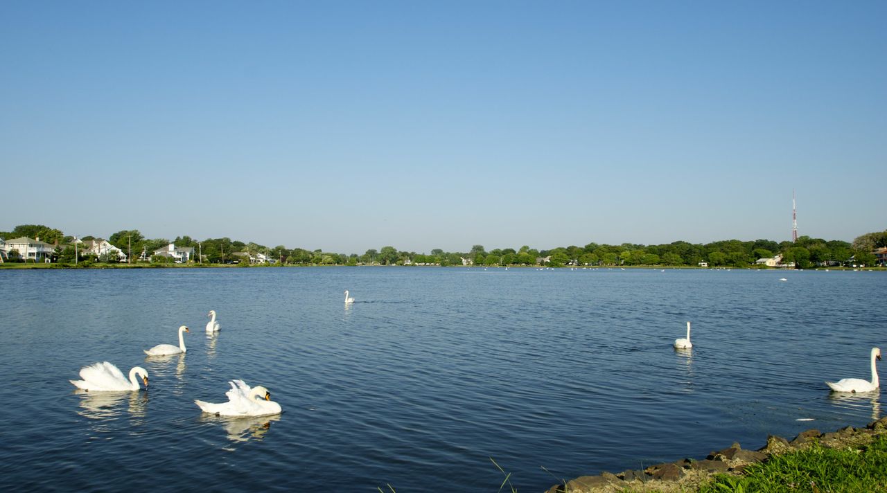 Swans swimming in Toms River, New Jersey, with lush greenery and residential homes along the shore, representing the serene nature and charm of the Jersey Shore area.