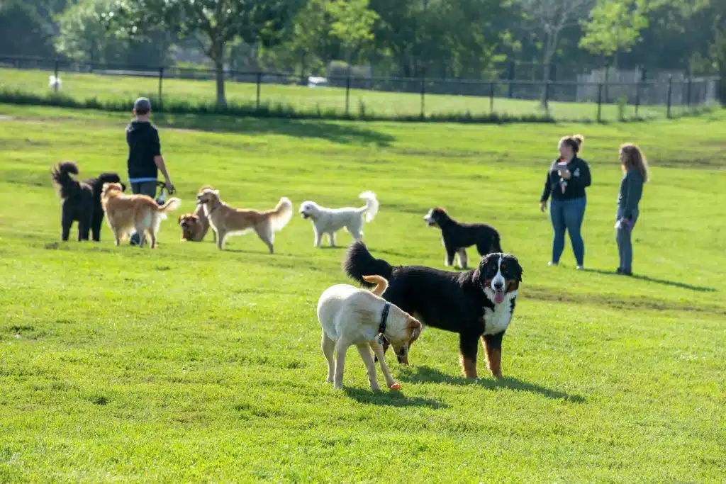 Dogs playing in a spacious park with people, showcasing a dog-friendly environment ideal for socialization and recreation.