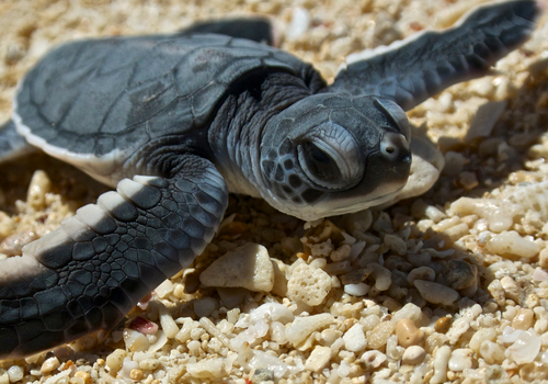 Turtle Talks