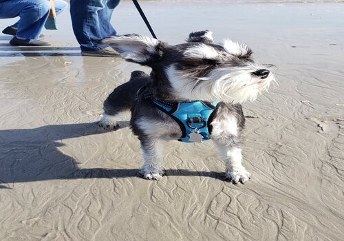 Dog Rules Kure Beach