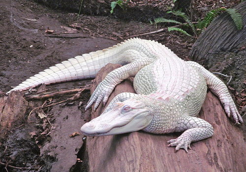 Albino Aligator